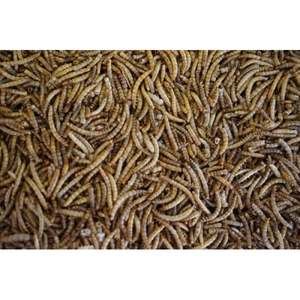 Meelwormen (60 Liter / 10KG)
